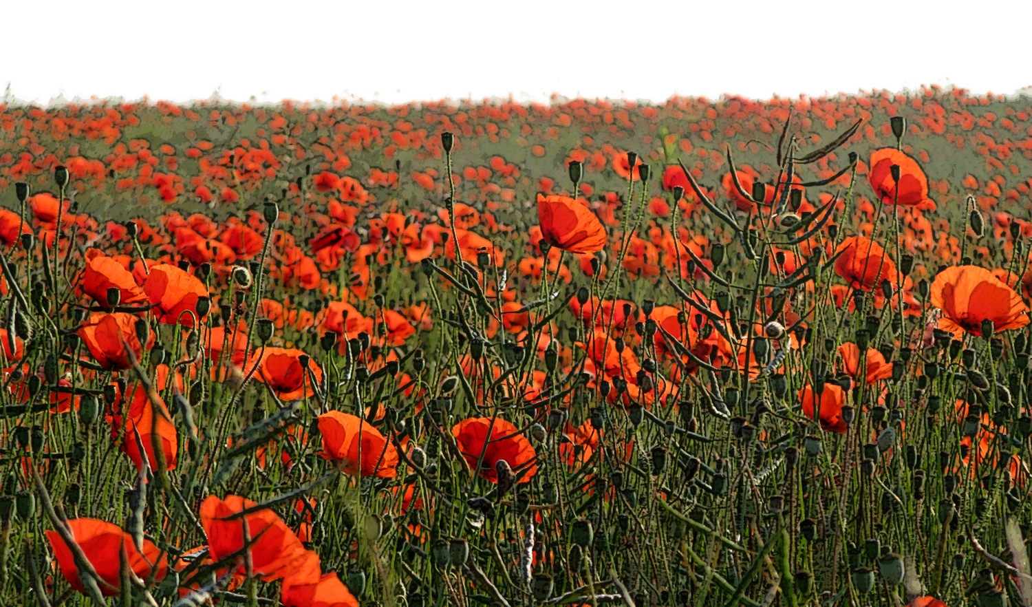 Poppies_Growing_on_the_Marne_Battlefield_near_Villeroy_and_Chauconin_France_-_panoramio