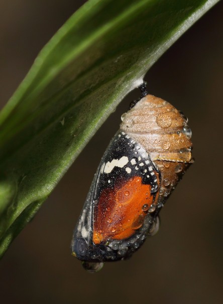 1024px-Plain_tiger_butterfly_chrysalis
