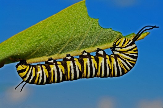 caterpillar-562104_1920