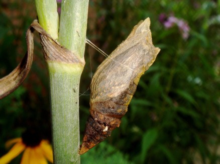 chrysalis-140878_1920