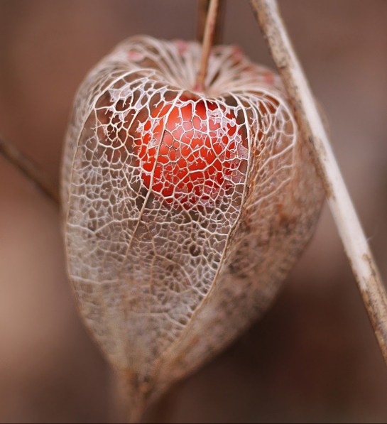 physalis-4770292_1920