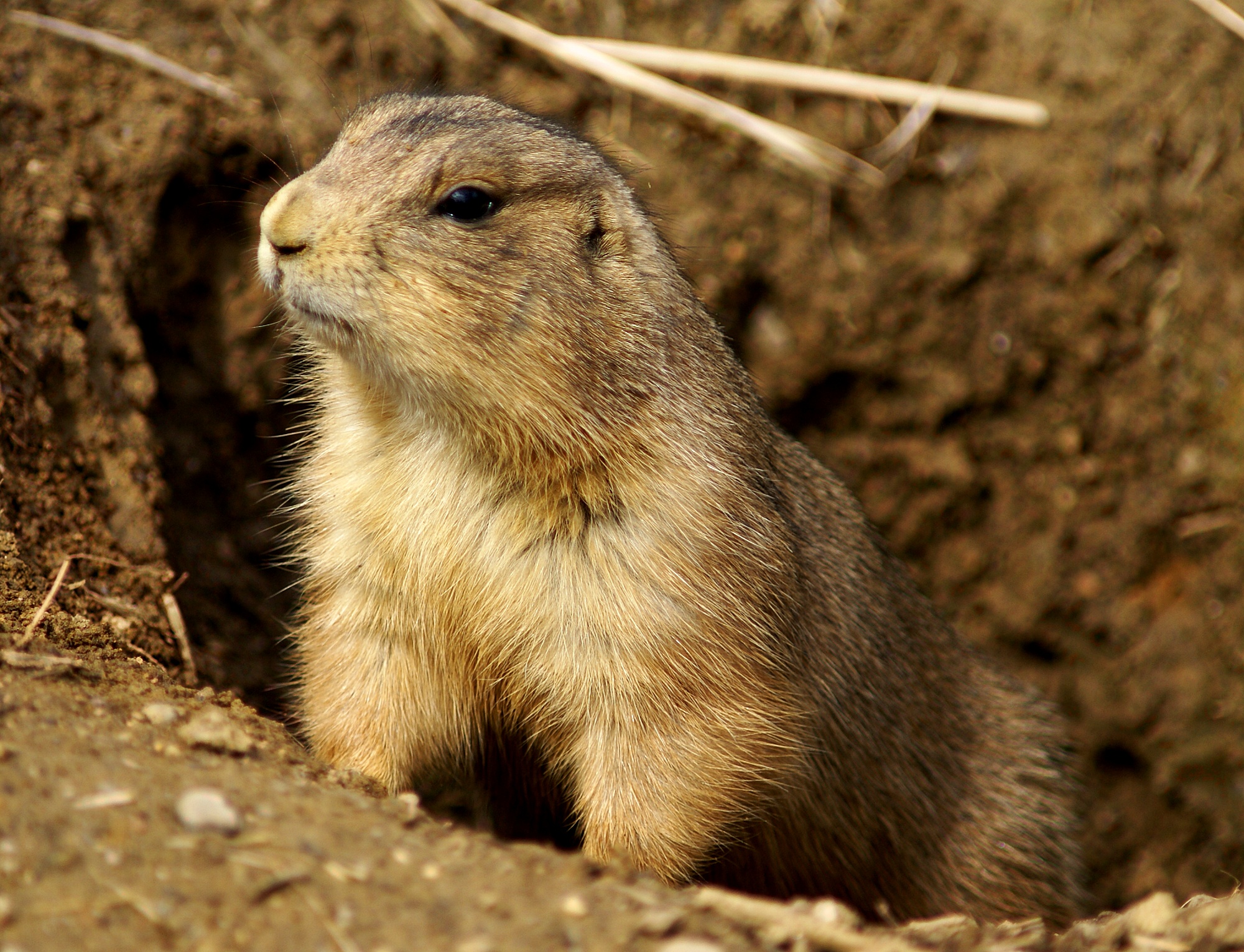 Prairie_Dog_Washington_DC_1