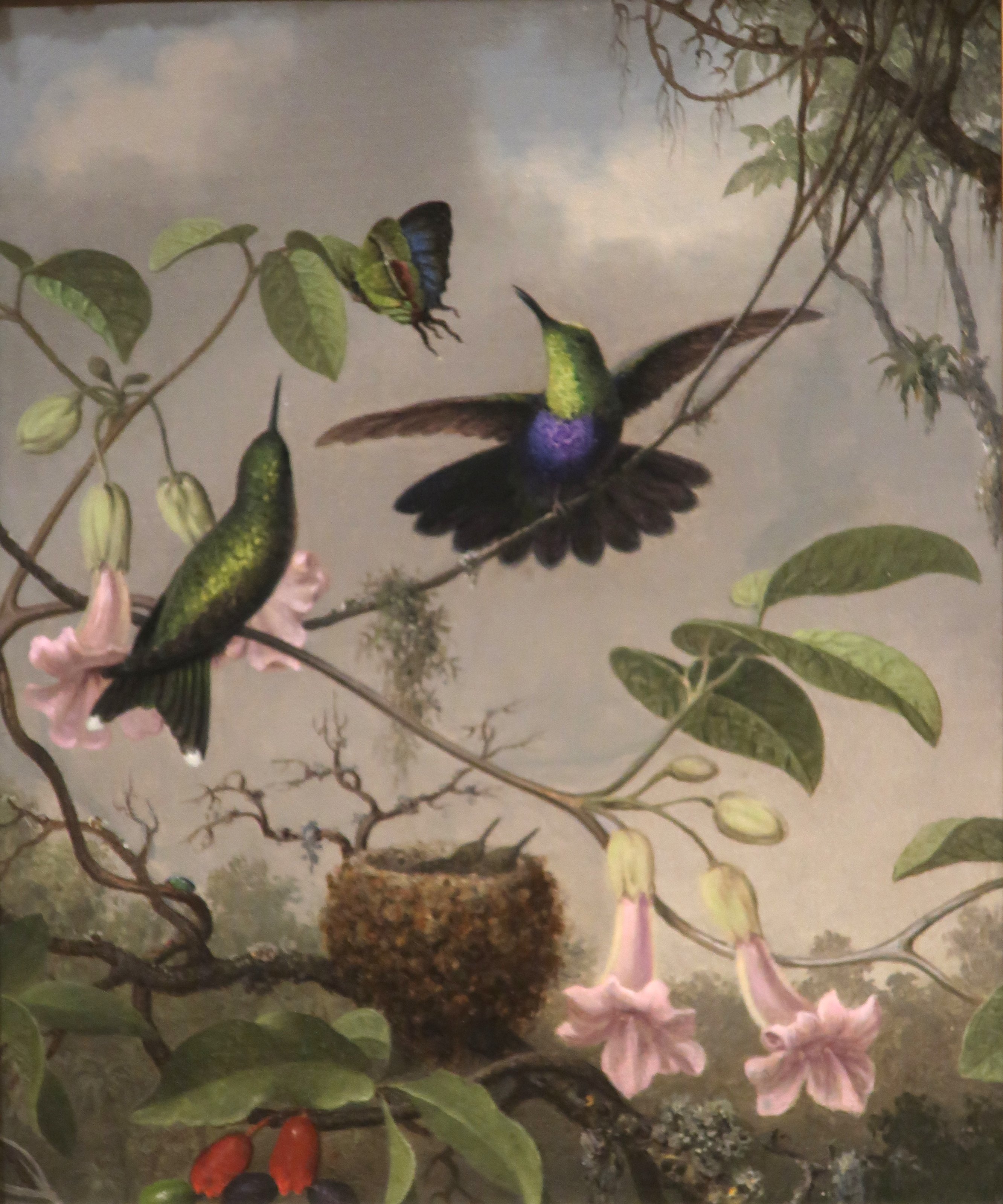 Fork-tailed_Woodnymph_by_Martin_Johnson_Heade