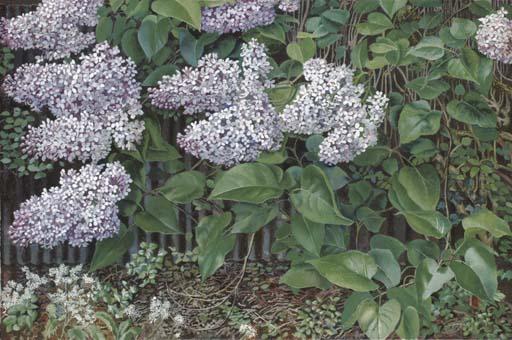 Stanley-Spencer-Lilac