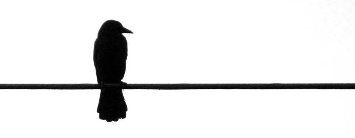 296990394_4717547a84_o